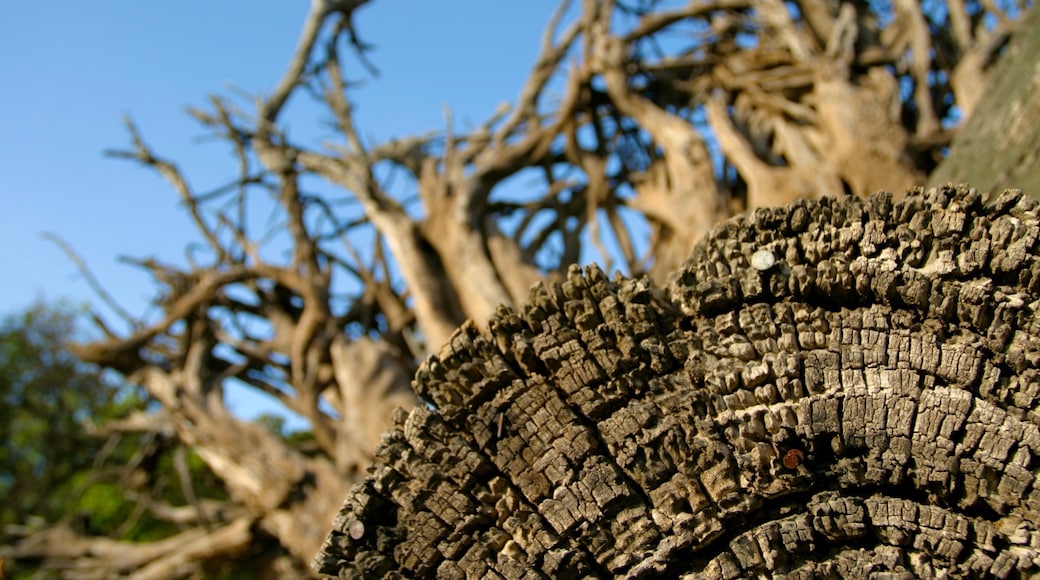 California Wine Country