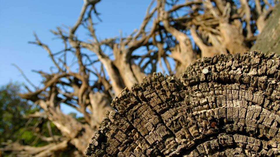 A close-up of a tree trunk with a distinctive textured bark pattern.