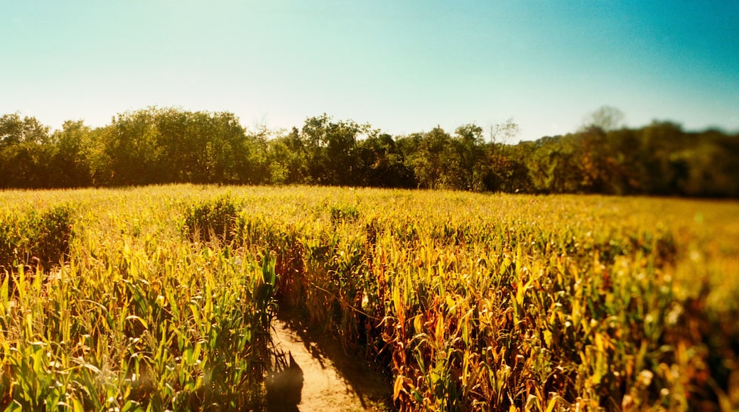 كوينز فيليج