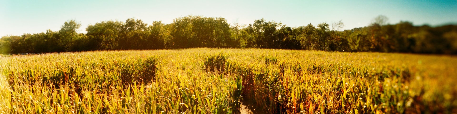 Panoramic corn crop in a field, Queens County Farm, Queens, New York City, New York State, USA.