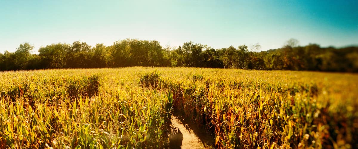 A field of corn with a dirt path leading through it.