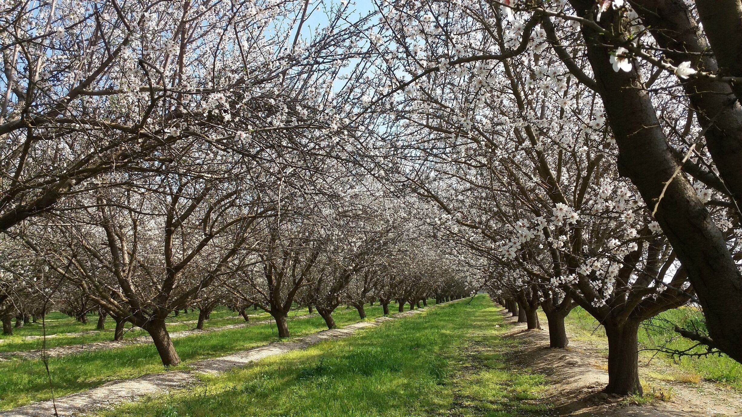 Not just an orchard. But also a very idyllic and romantic place to go to in Bakersfield, California. 