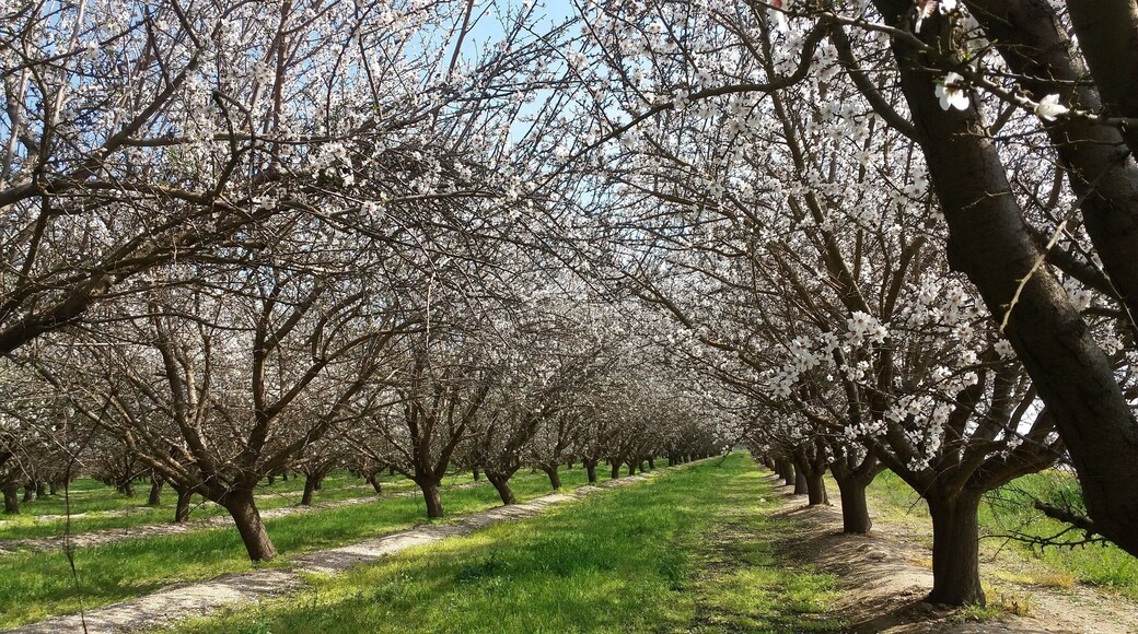 Not just an orchard. But also a very idyllic and romantic place to go to in Bakersfield, California.