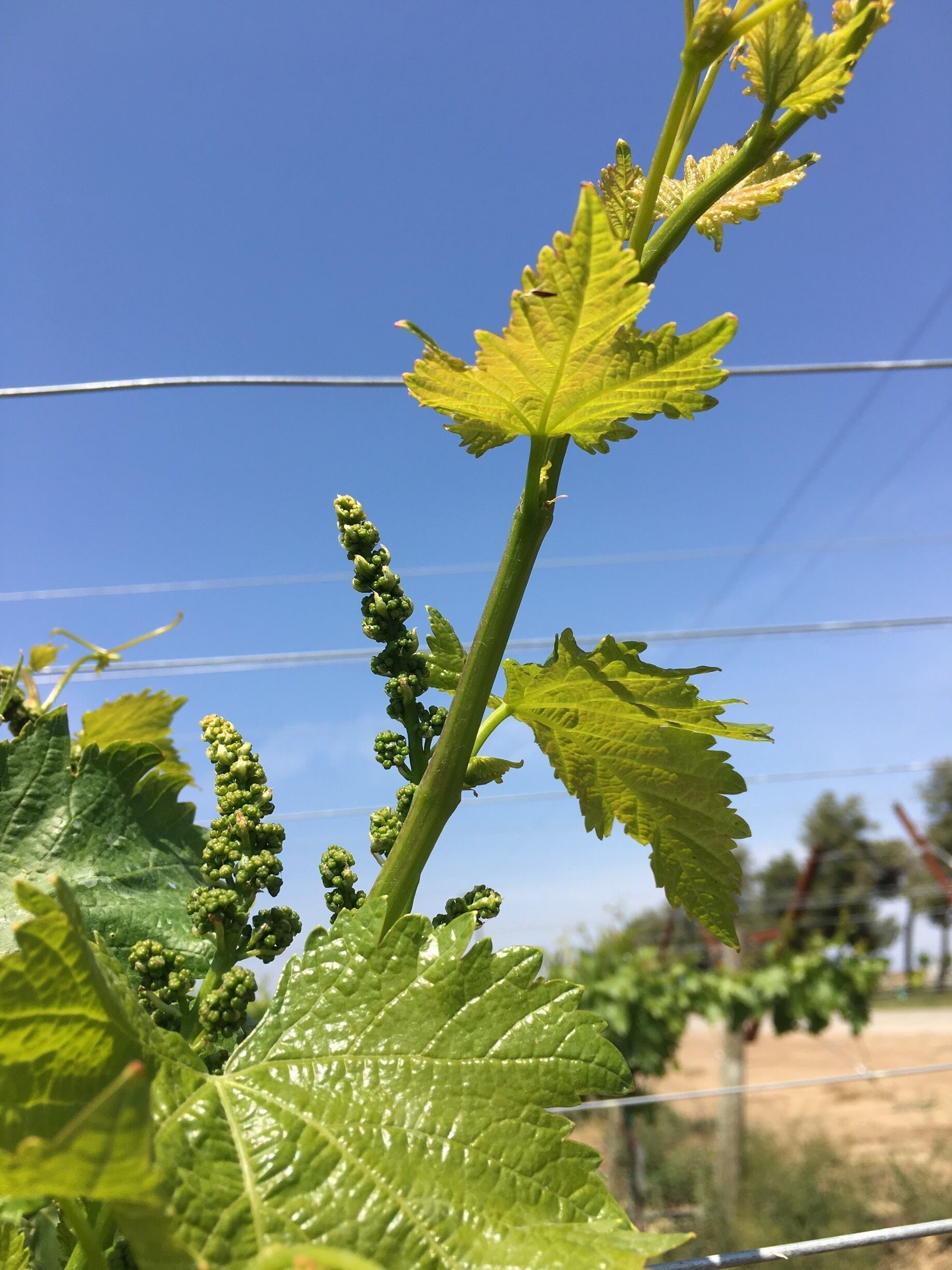 Black table grapes, outskirts of Bakersfield (a huge agricultural area).

#california

(April 2017) 