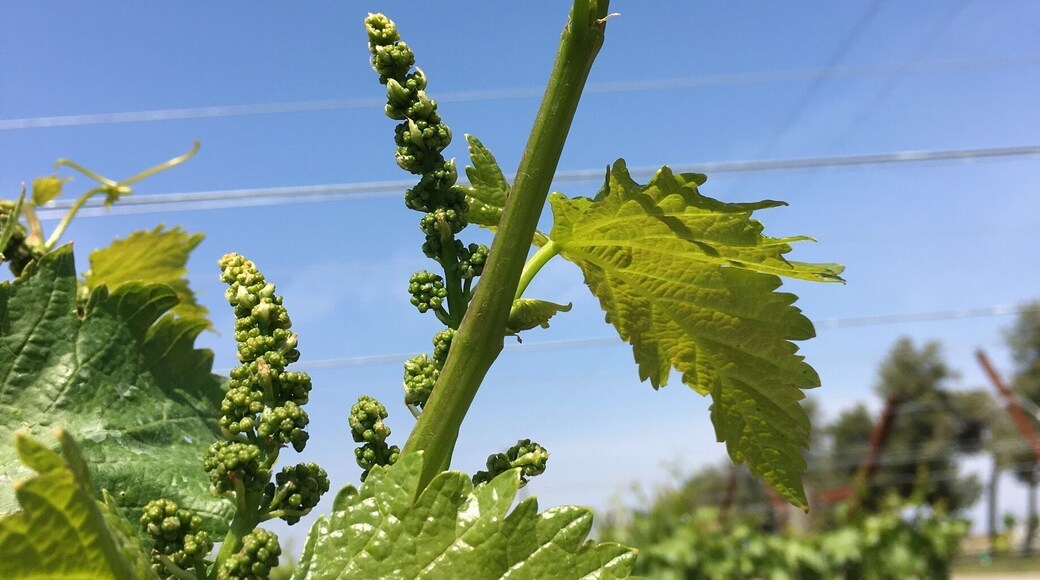 Black table grapes, outskirts of Bakersfield (a huge agricultural area).
#california
(April 2017)