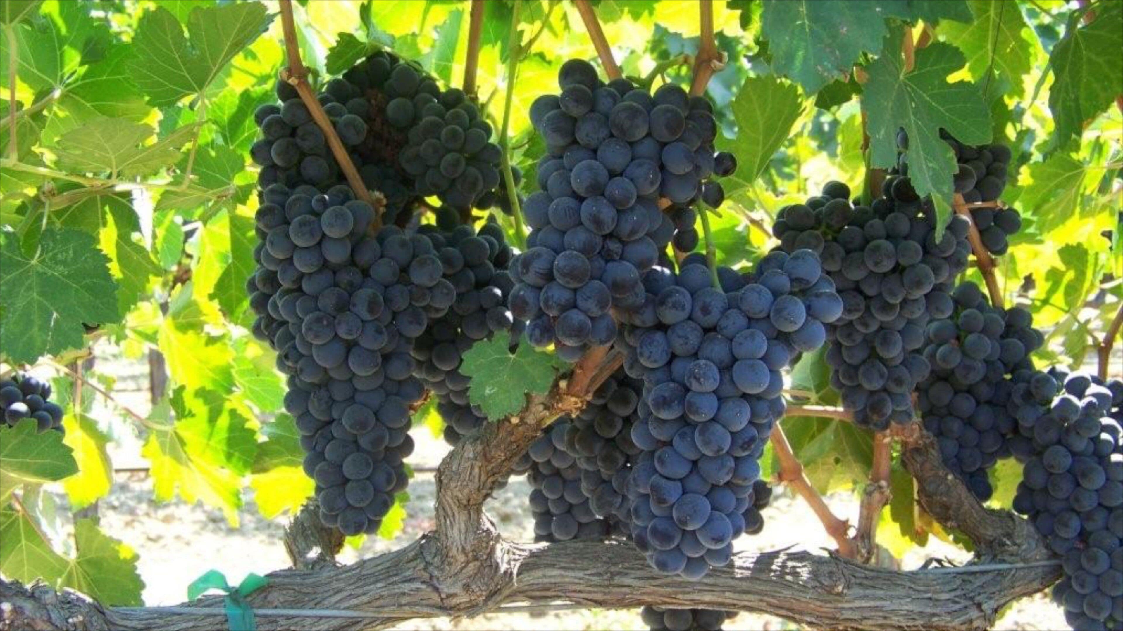 Fairfield showing food