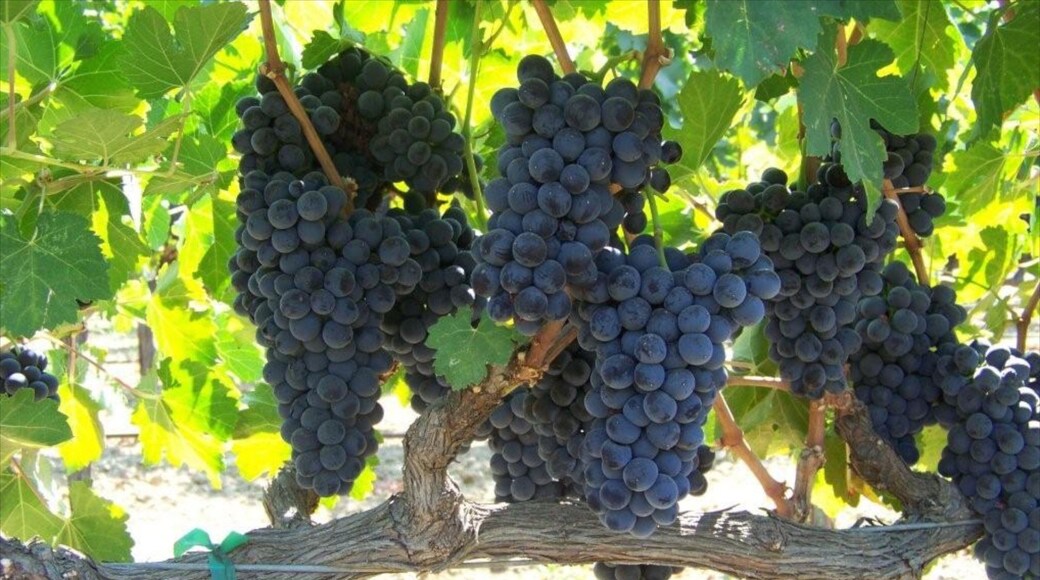 Fairfield showing food