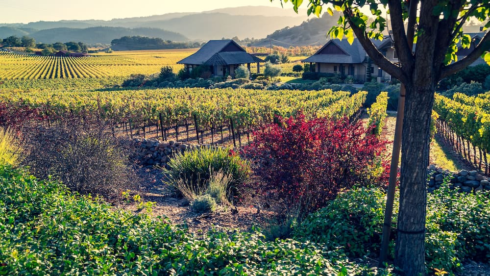 A vineyard with rows of grapevines, two rustic houses, and a tree in the foreground.