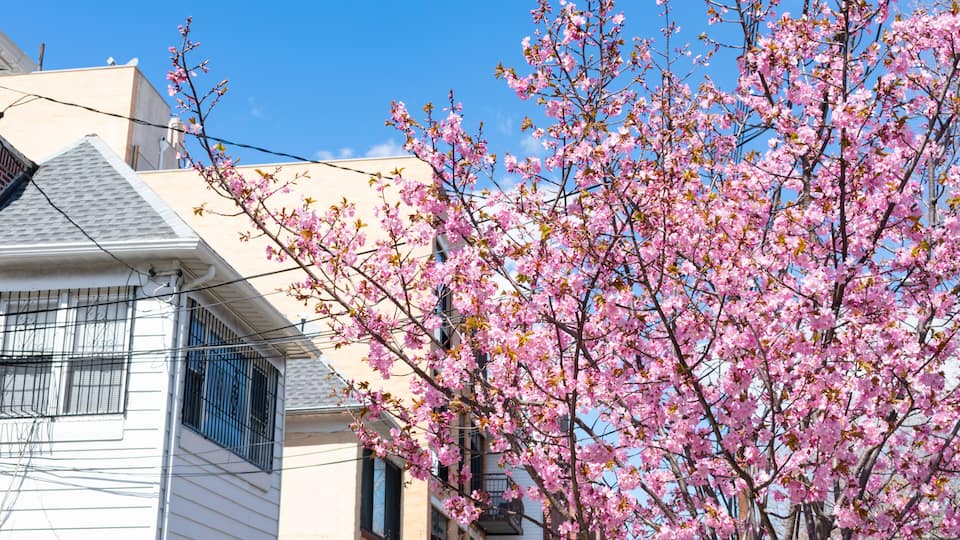 A residential area with a house featuring a white facade and a tree with pink blossoms.