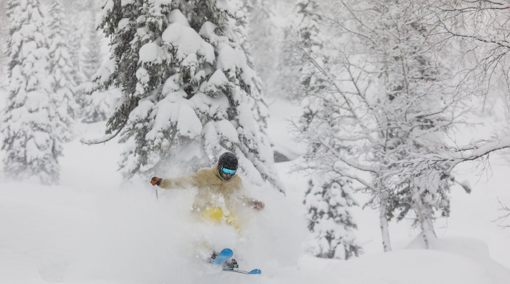 Freeride skier in the forest