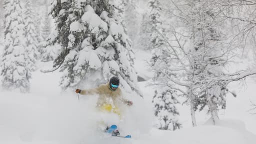 Freeride skier in the forest