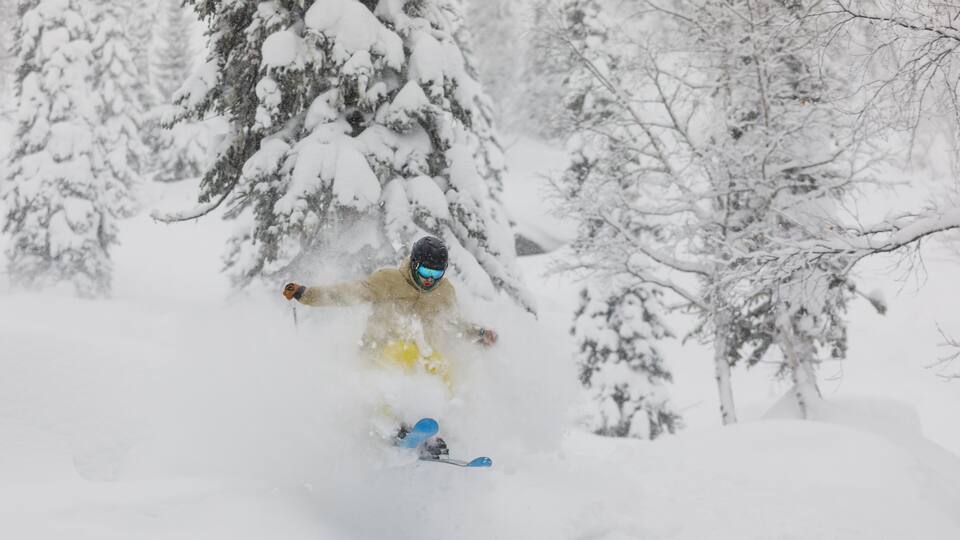 A person skiing down a snowy slope with trees in the background.