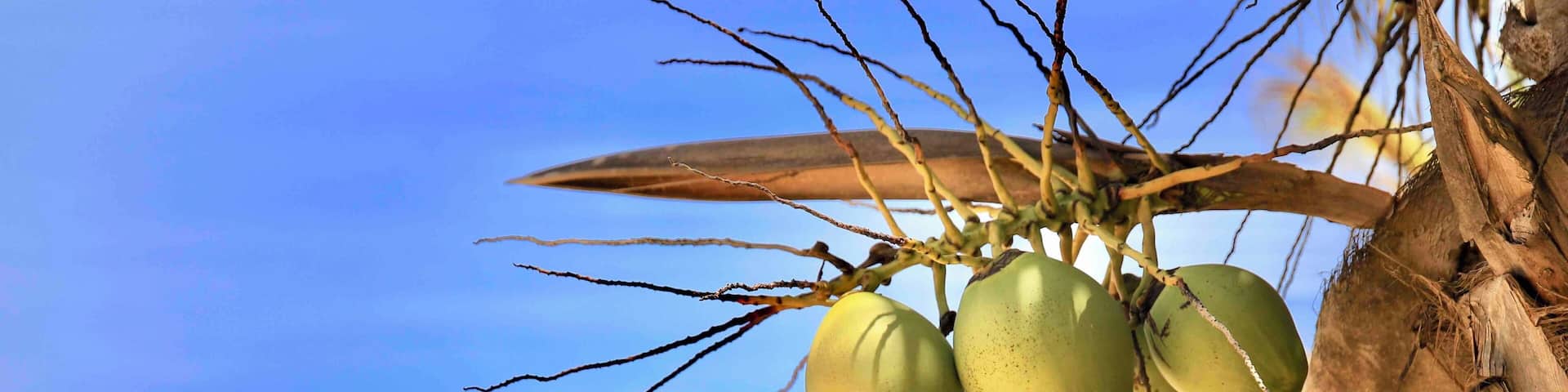 Côco da Bahia. Contém uma água doce.Bebida natural. Deliciosa geladinha.