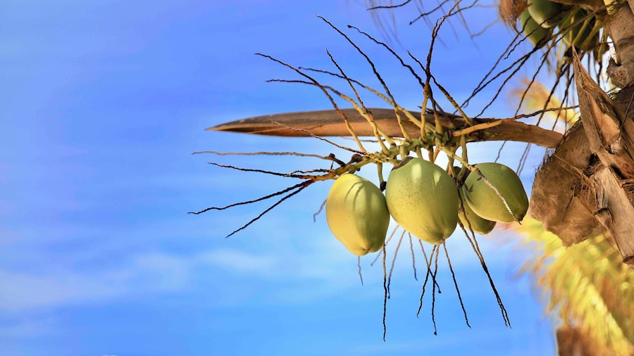Côco da Bahia. Contém uma água doce.Bebida natural. Deliciosa geladinha.