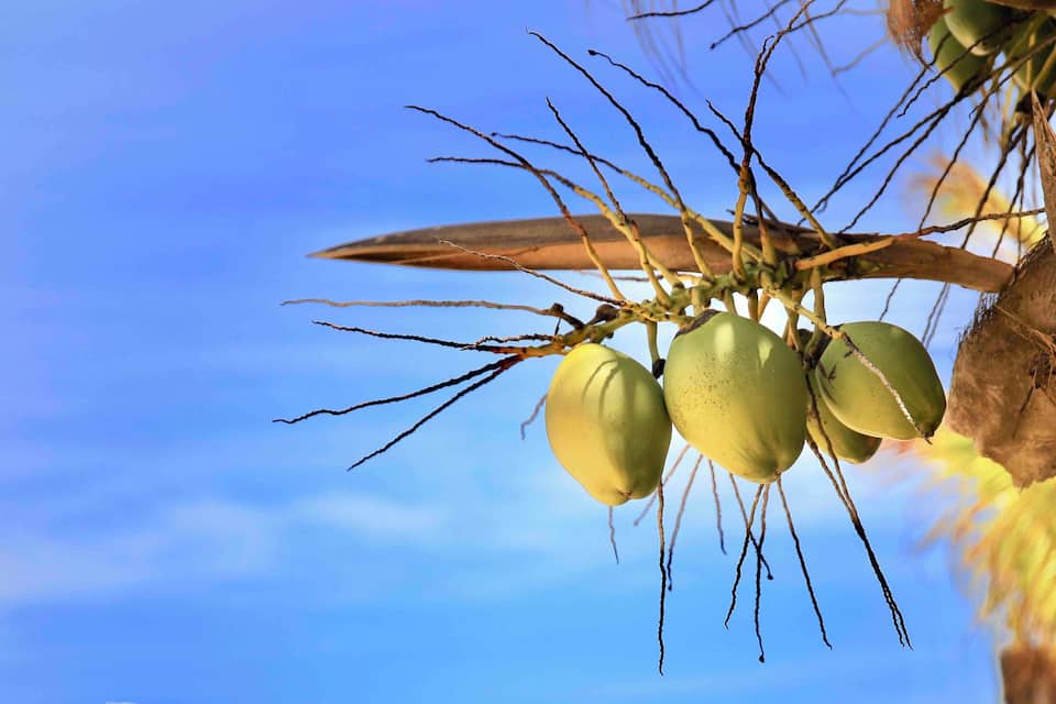 A cluster of green coconuts hanging from a tree against a clear blue sky.