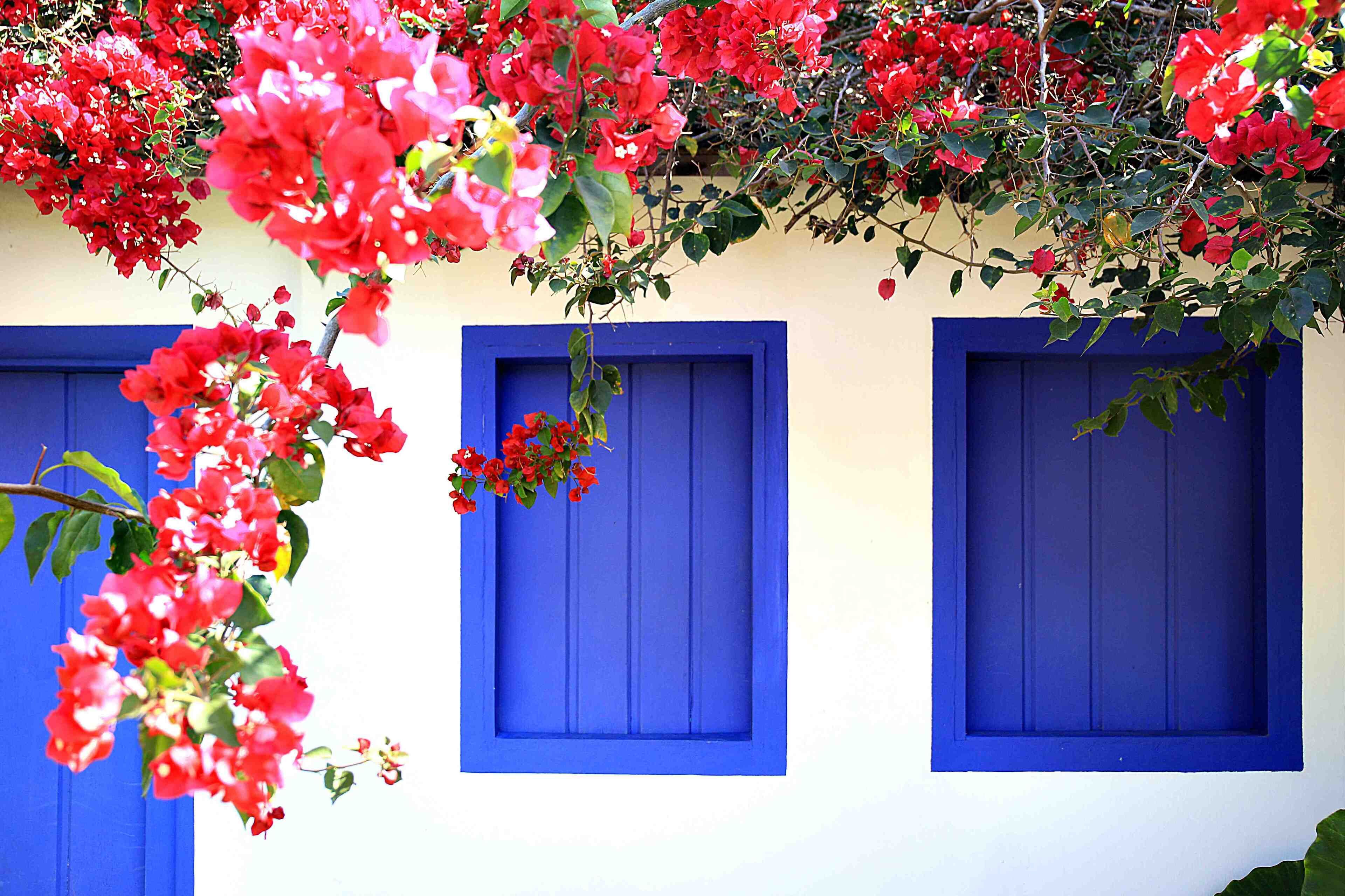 A elegância da simplicidade .