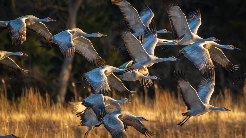 Sand Hill Cranes 16