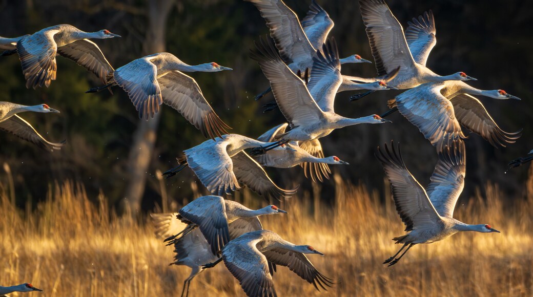 Sand Hill Cranes 16