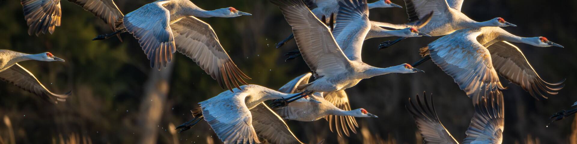 Sand Hill Cranes 16