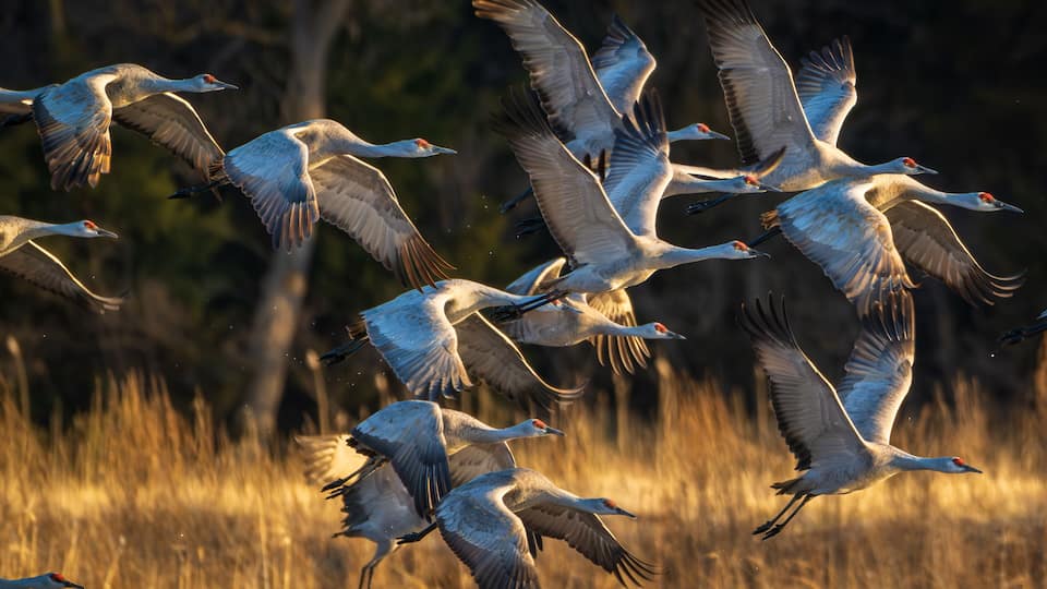 A flock of birds flying over a grassy field.