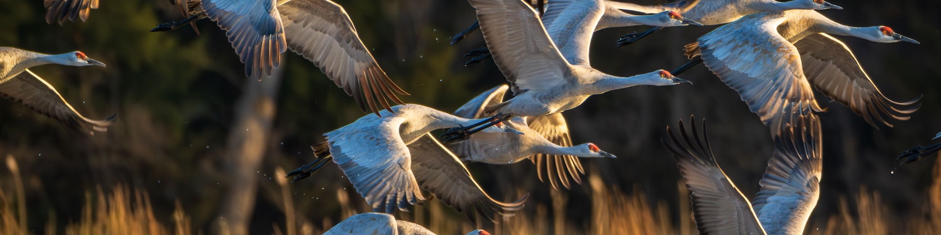 Sand Hill Cranes 16