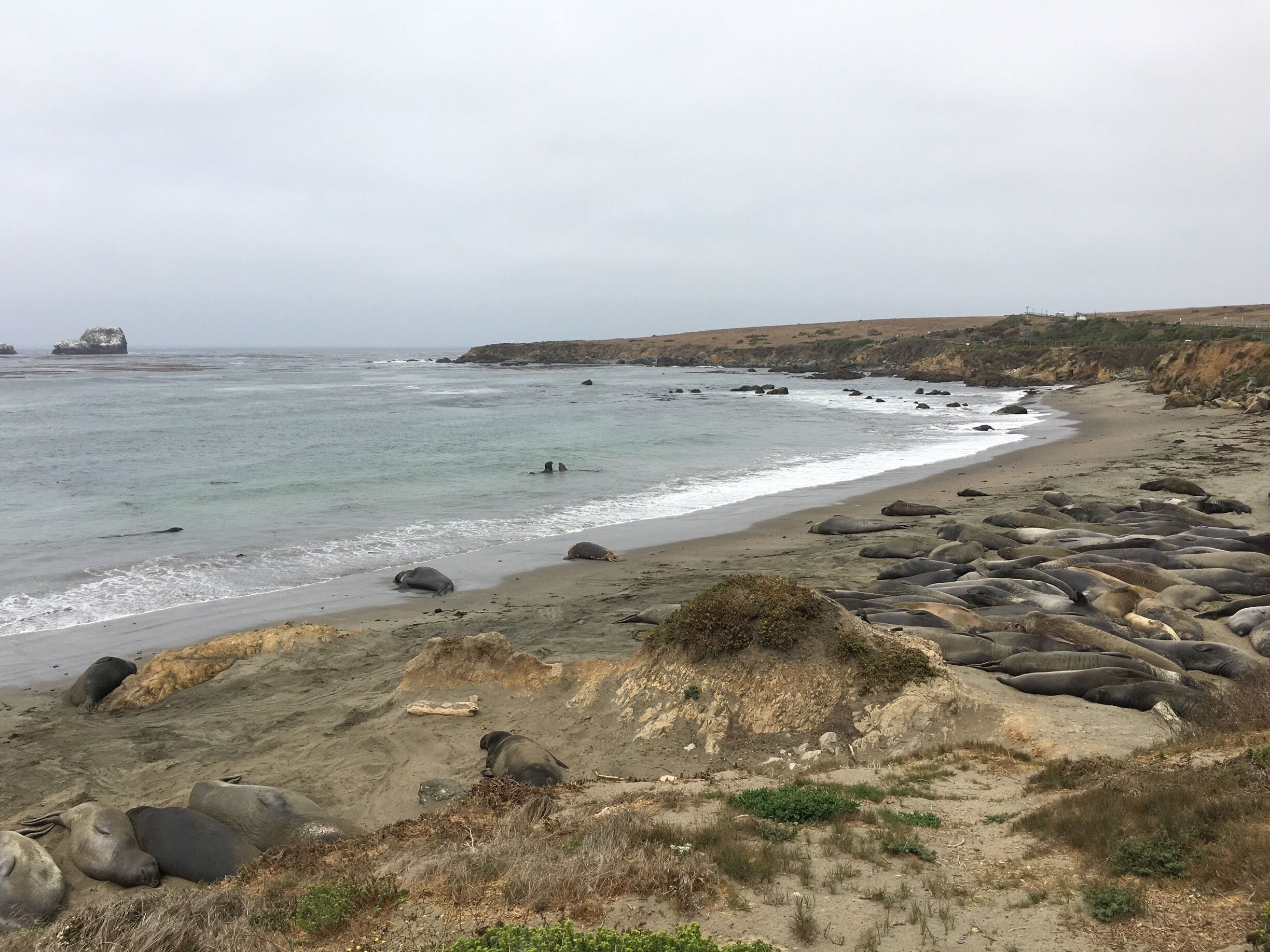 Elephant Seals