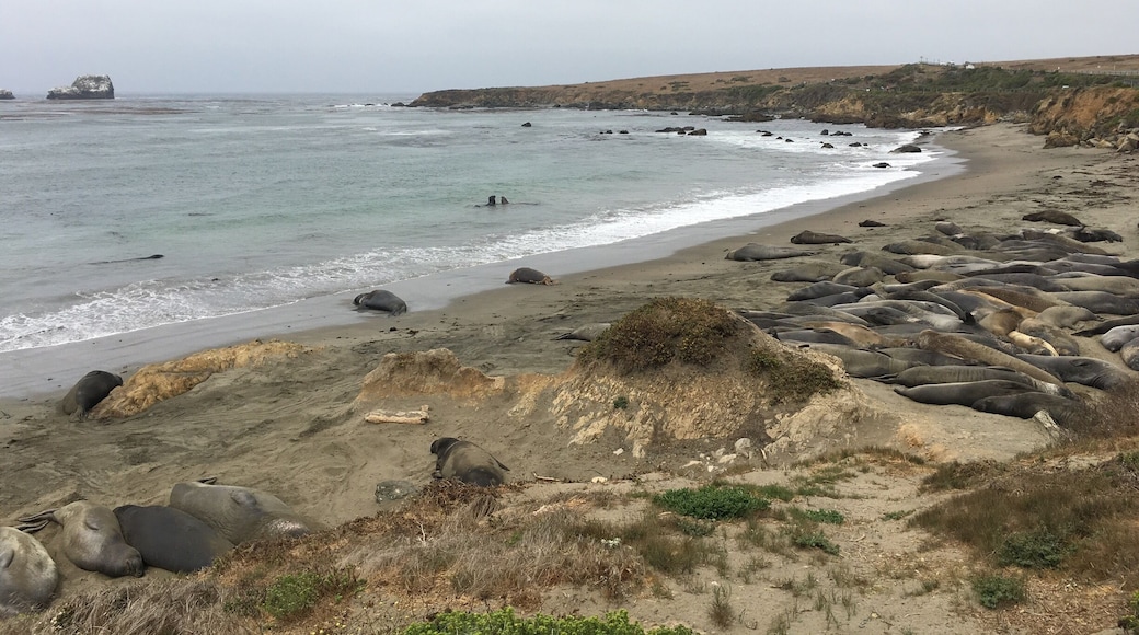 Elephant Seals