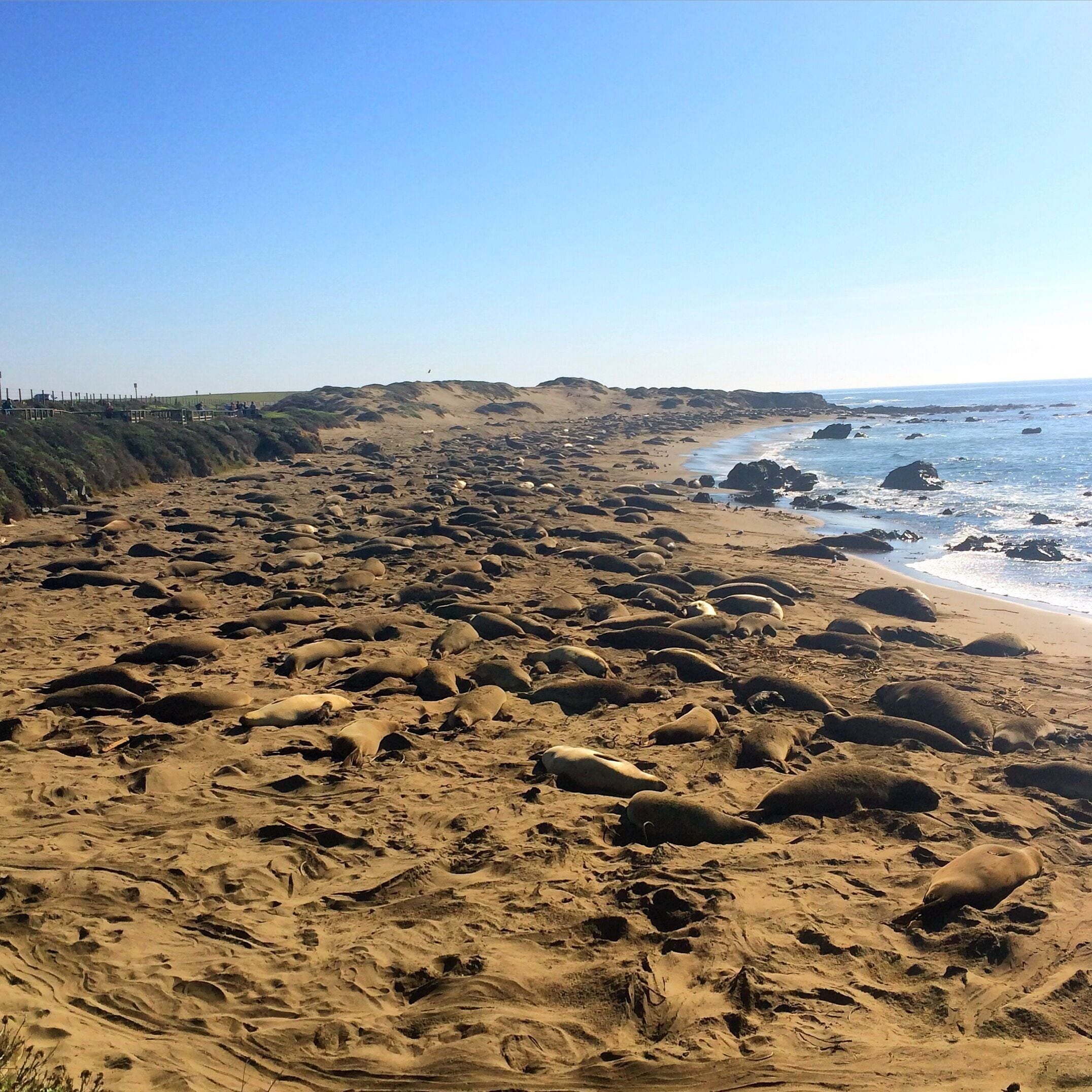 A beach with numerous sea lions resting on the sand.