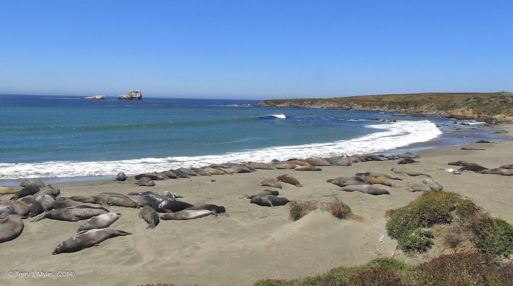 If you're travelling the California coast around San Luis Obispo stop on the highway and experience this Elephant Seal Sanctuary. The Elephant Seals come ashore and sun themselves. It's a spectacular and natural way to view them.
It's well worth the stop.
#california #nature #beach #nikon