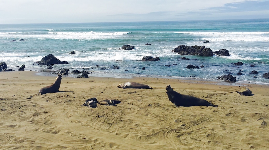 If you have never seen wild seals before, great spot with tons of harbor seals and elephant seals basking in the sun. I found it to be delightful