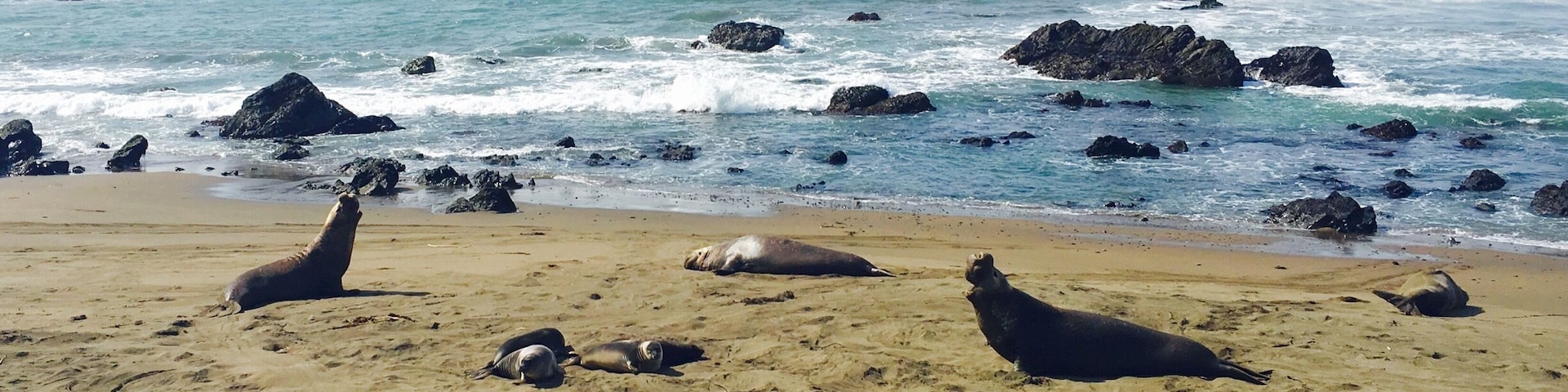 If you have never seen wild seals before, great spot with tons of harbor seals and elephant seals basking in the sun. I found it to be delightful