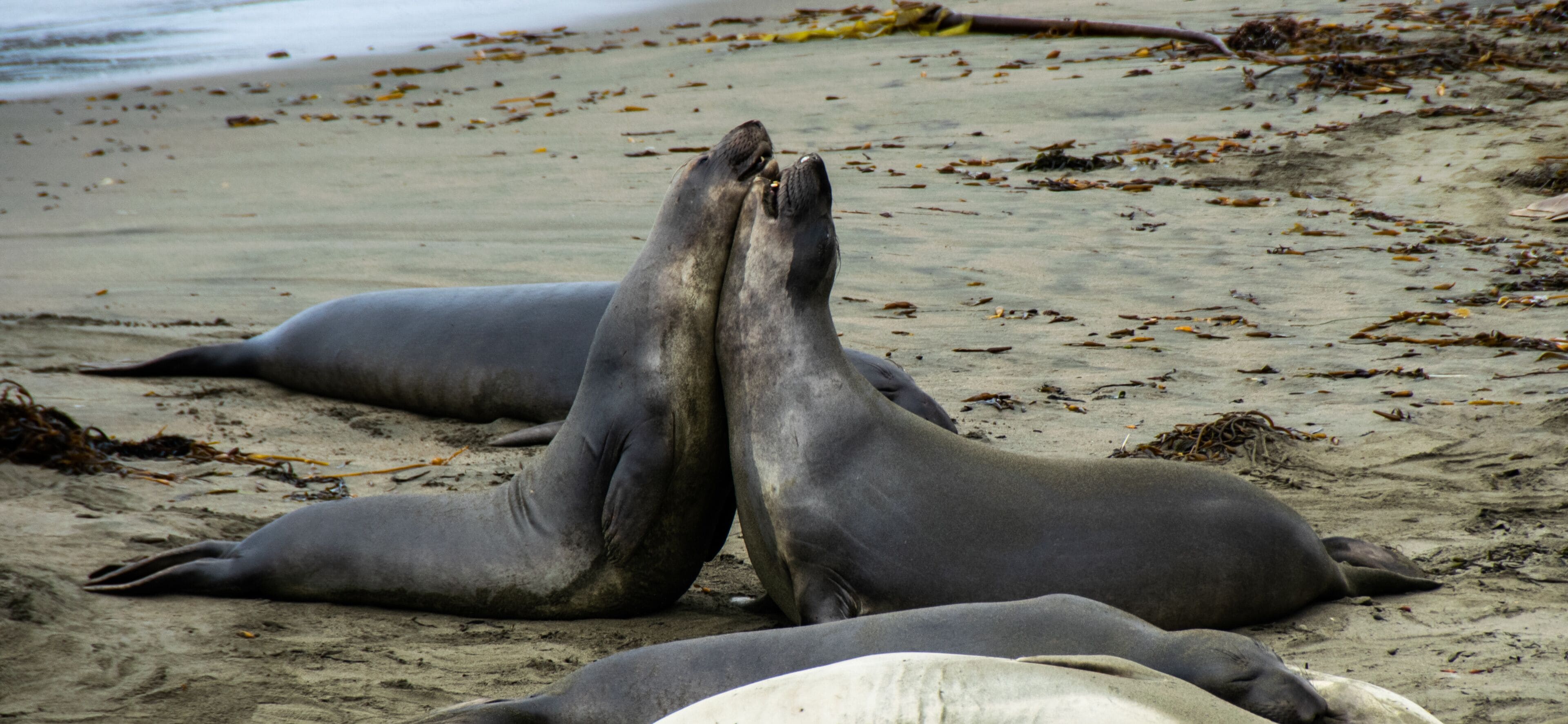 Two seals on a sandy beach with seaweed scattered around.