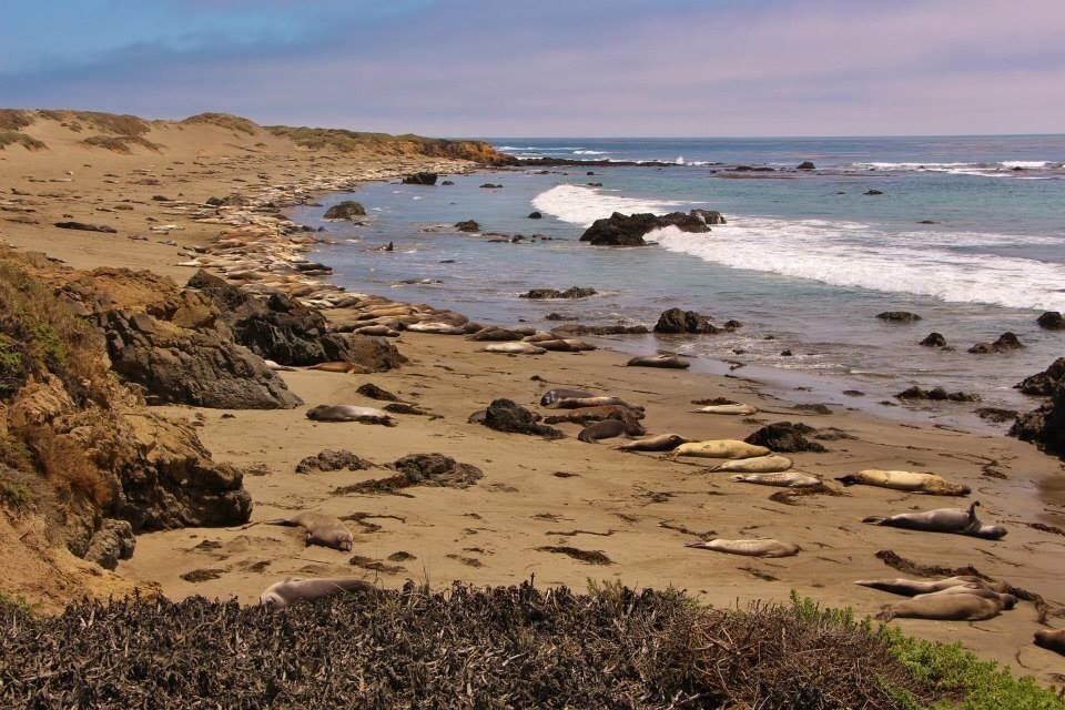 A sandy beach with scattered rocks and sea lions resting on the shore.