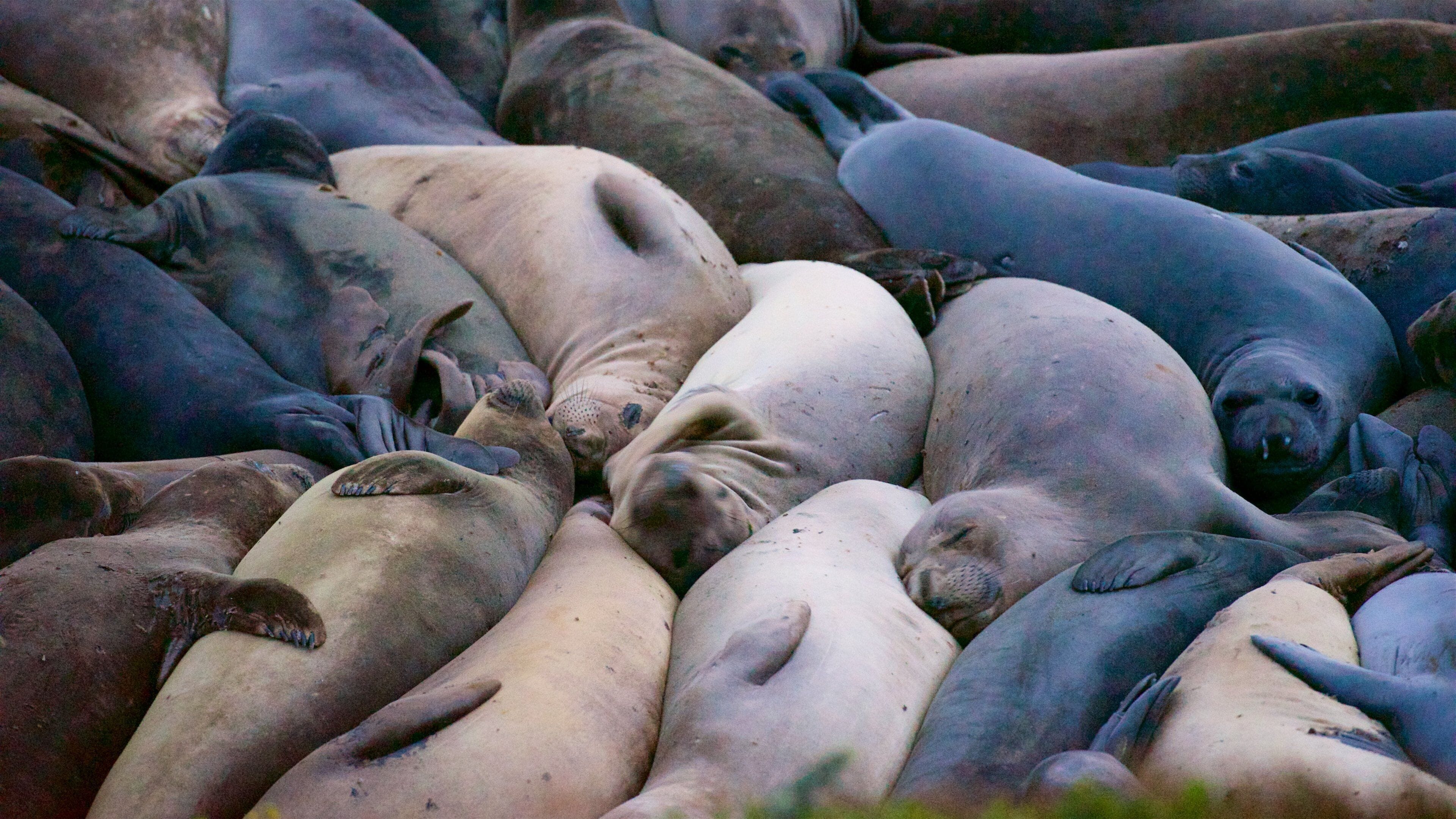 San Simeon som viser sjøliv