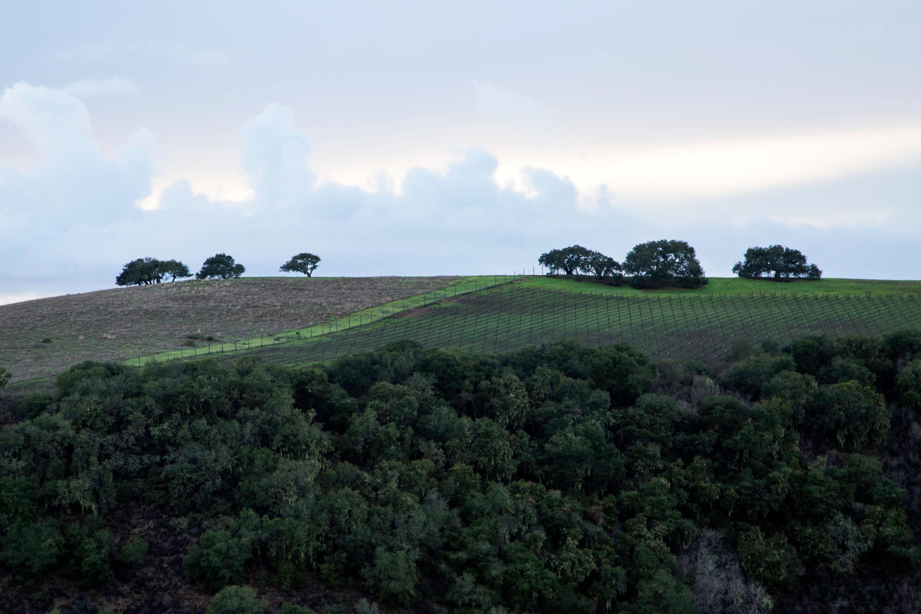 H6JNTT Oaks on the hillside reaching to the soft clouds in Carmel Valley, California, USA.