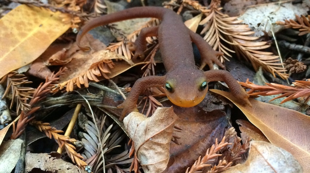 Morning hike in November. The much needed rain at the end of October has had an effect...fresh shoots of green grass are making an appearance along the shaded trails.