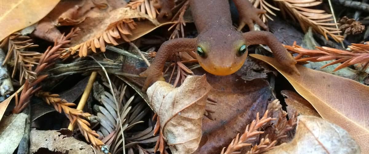 Morning hike in November. The much needed rain at the end of October has had an effect...fresh shoots of green grass are making an appearance along the shaded trails.