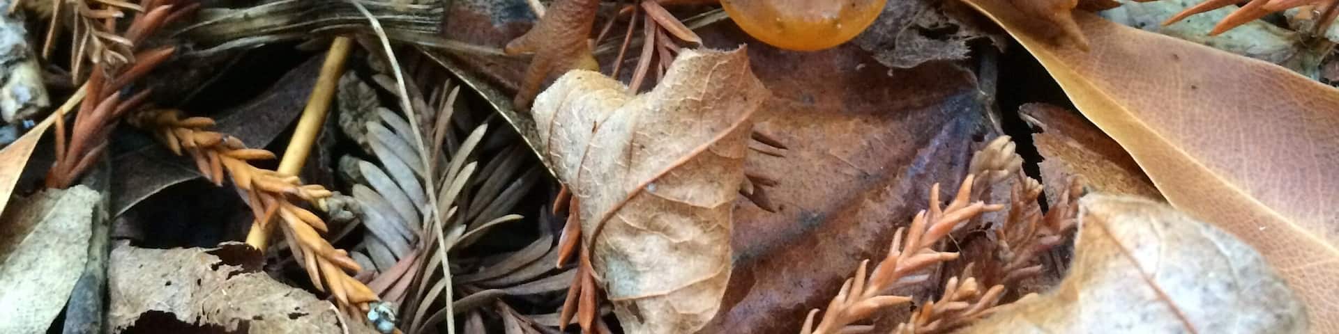 Morning hike in November. The much needed rain at the end of October has had an effect...fresh shoots of green grass are making an appearance along the shaded trails.