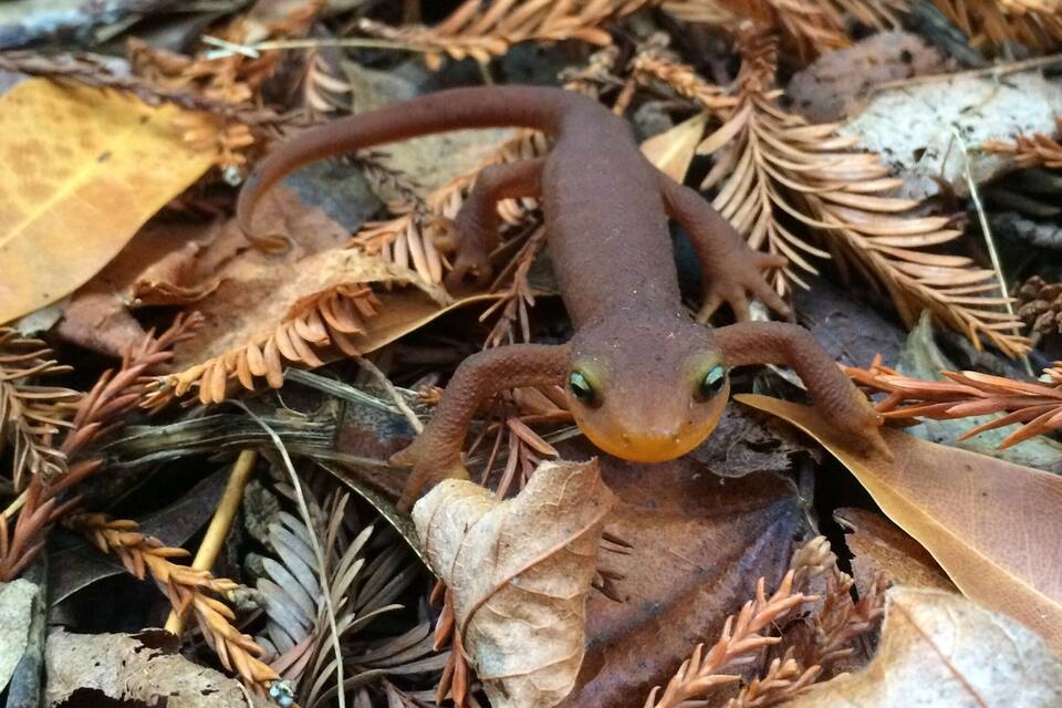 Uma salamandra sobre folhas secas.