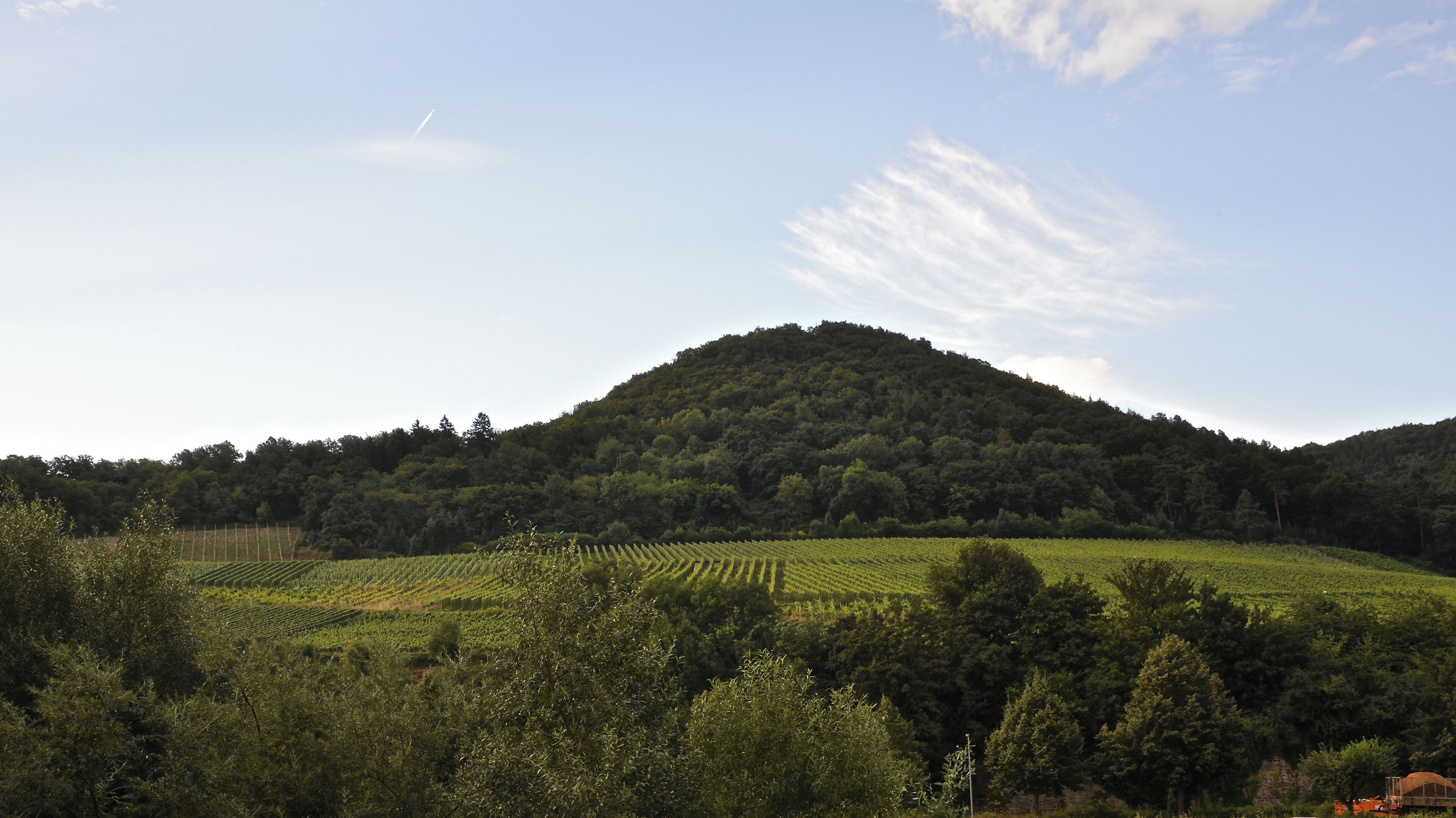 A vineyard on a hillside with a forested mountain in the background.