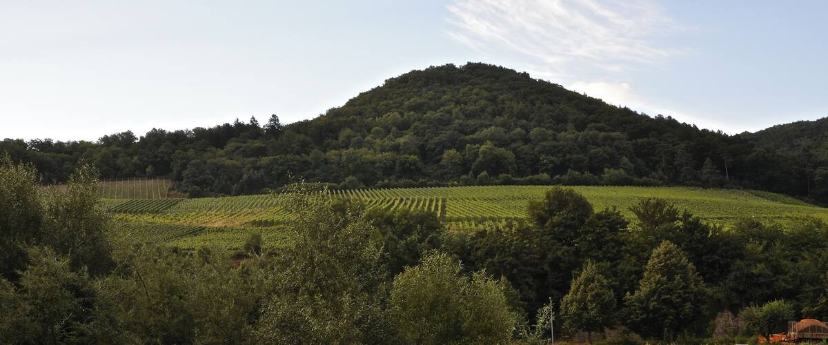 A vineyard on a hillside with a forested mountain in the background.
