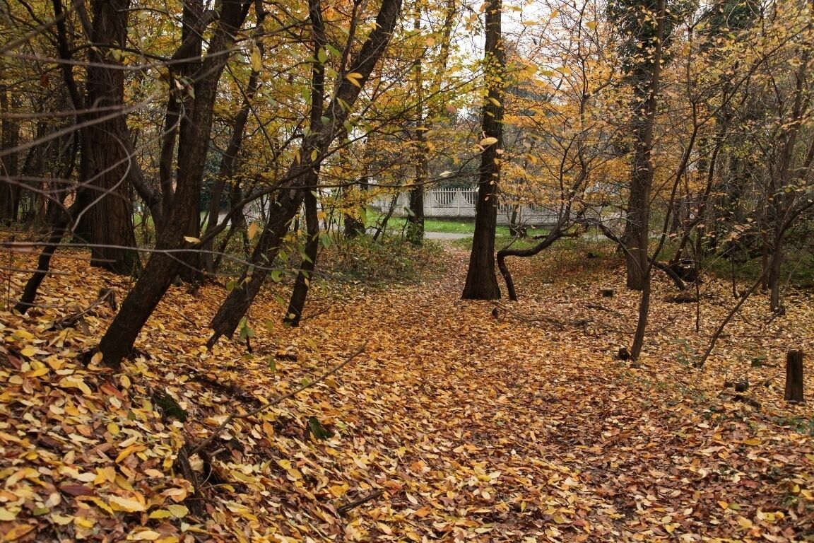 Parco Groane 11/2010