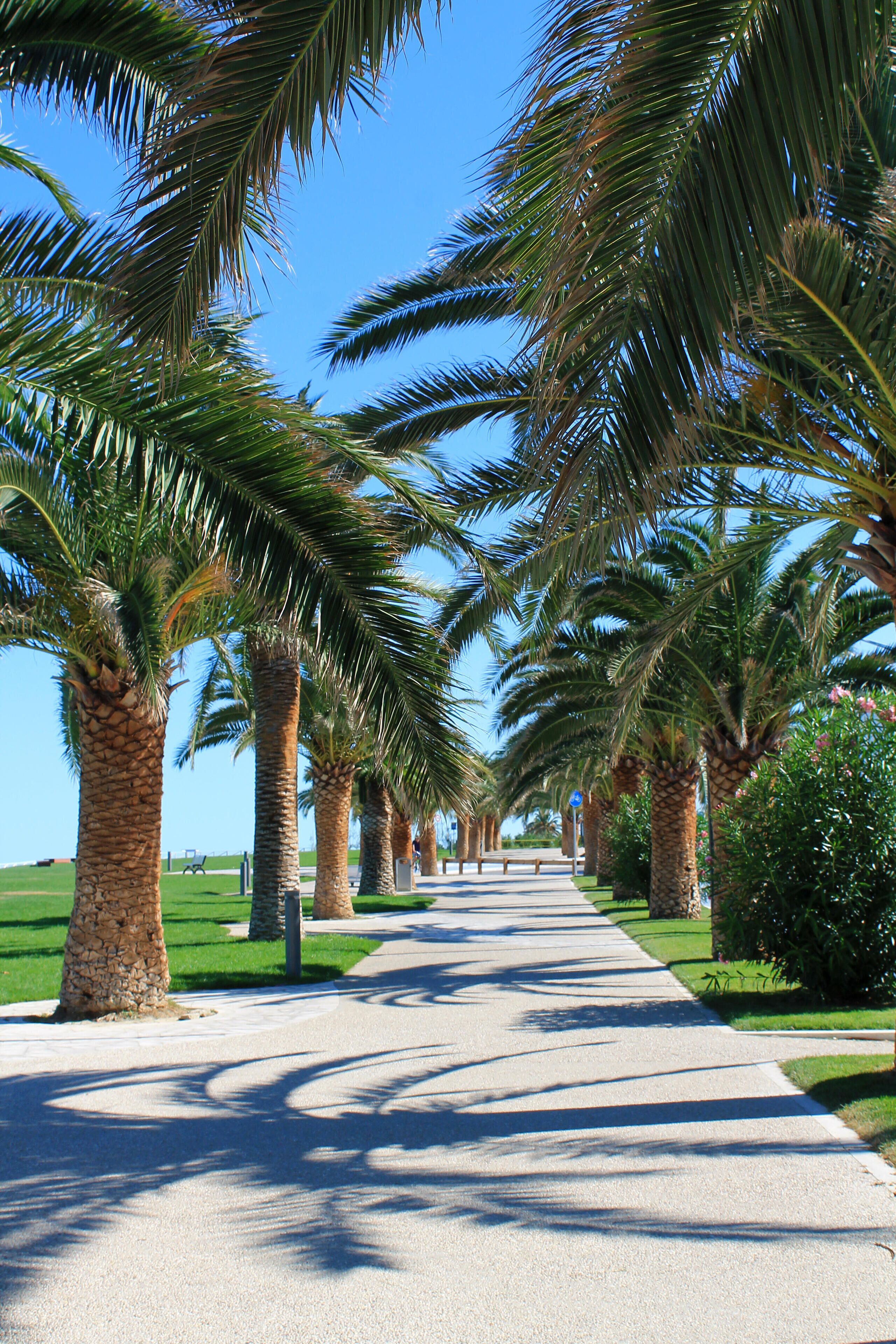 A pathway lined with palm trees under a clear blue sky.