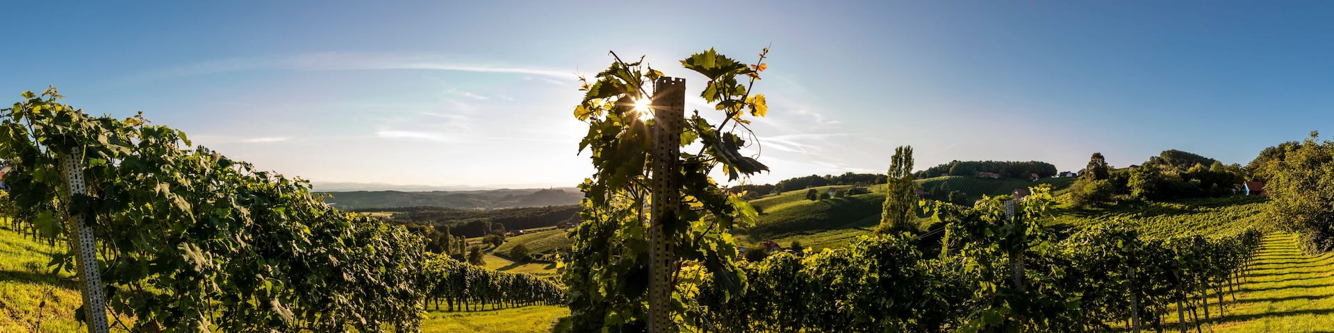 panoramic view vineyard near village Straden in Styria, Austria