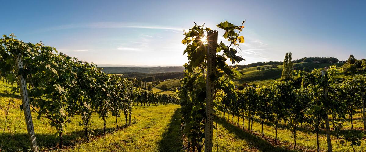 A vineyard with rows of grapevines under a clear sky.