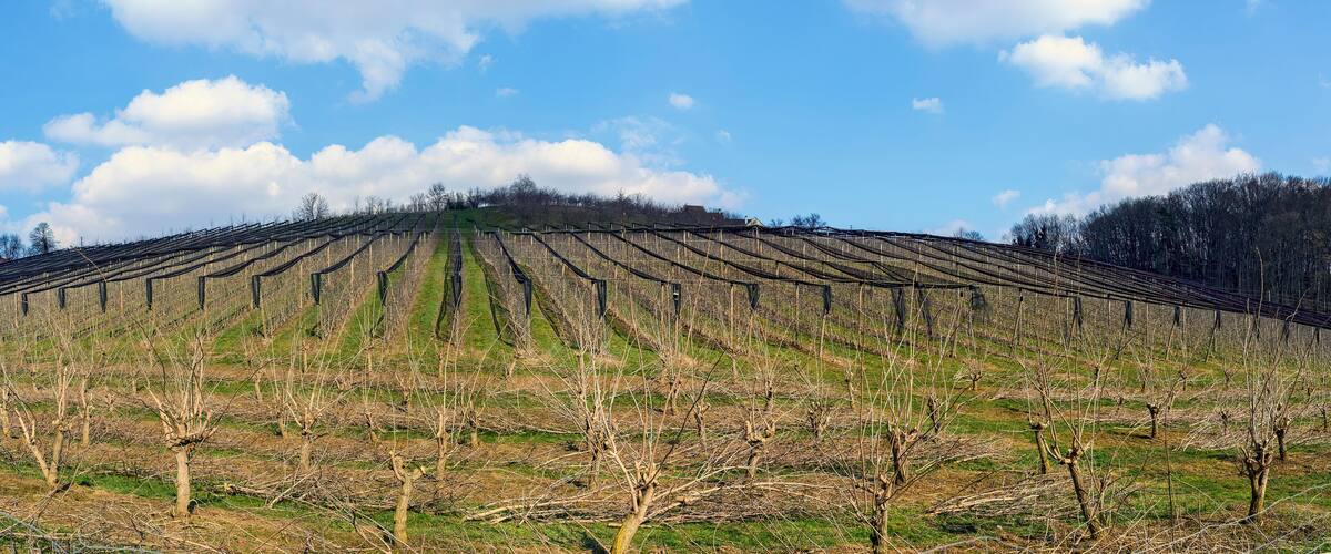 A vineyard with rows of grapevines under a clear sky.