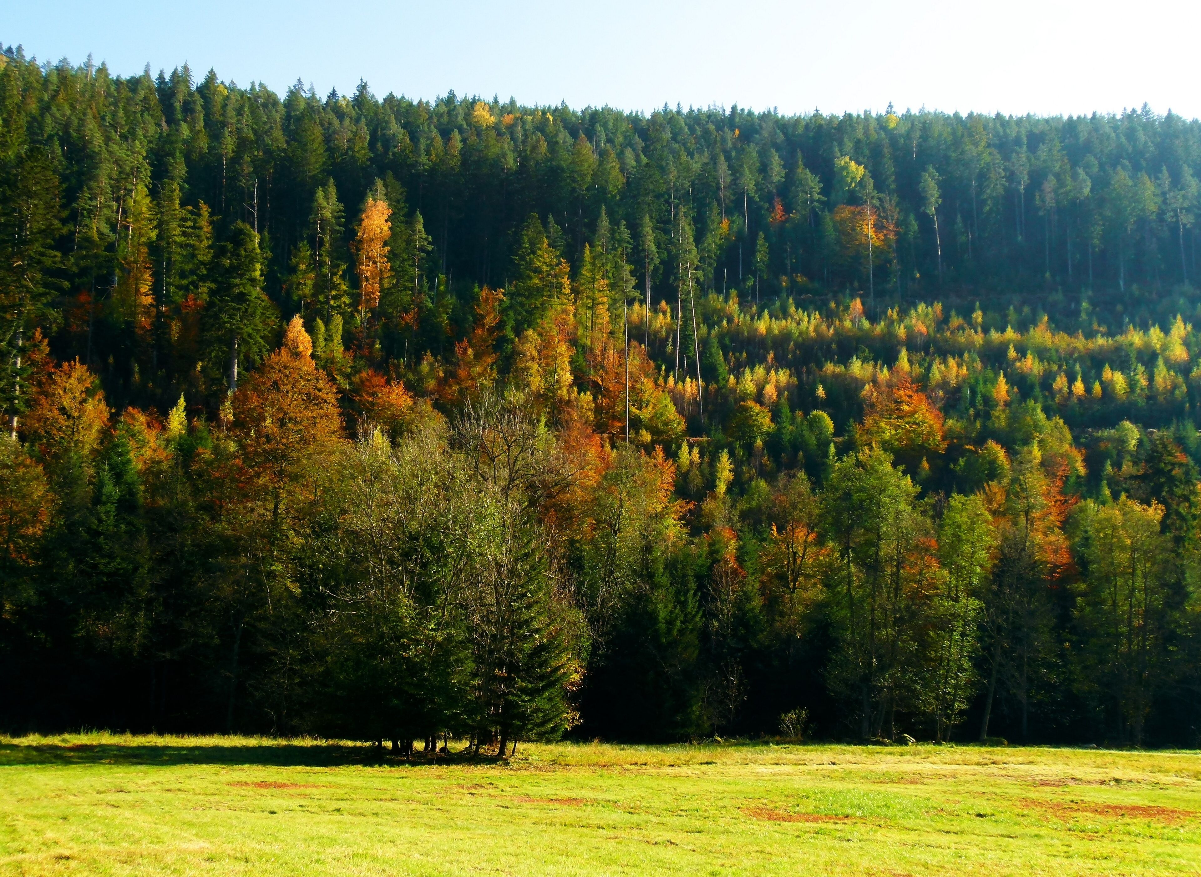 A forested hillside with autumn foliage.