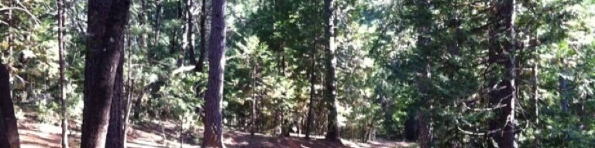 Condon Park disc golf in Grass Valley