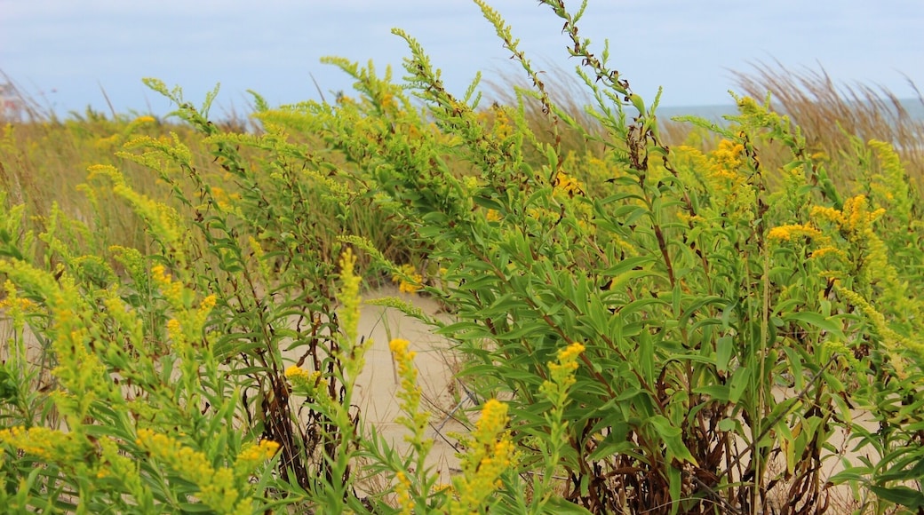 September at the beach with hurricane weather in the near distance.