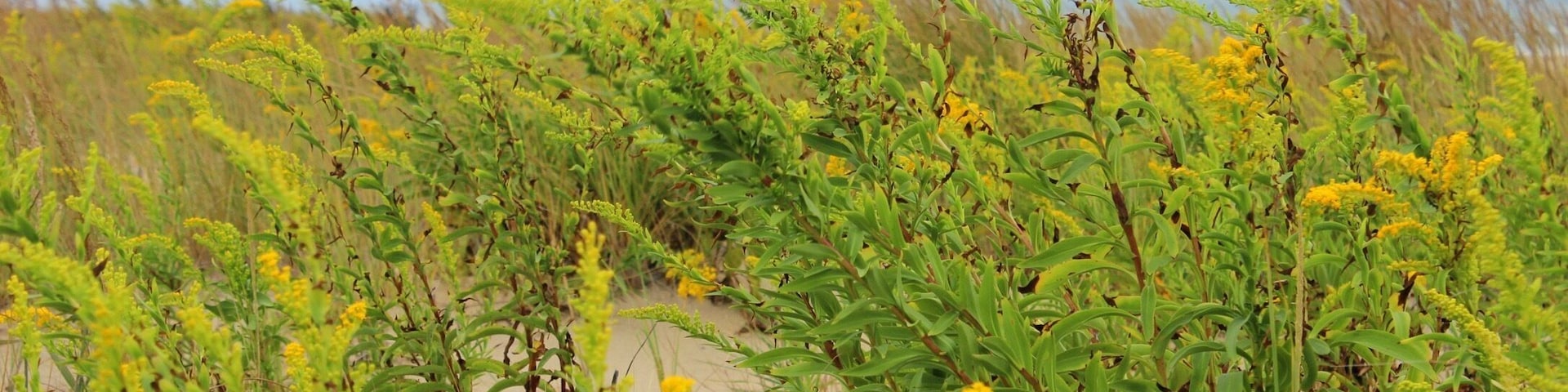 September at the beach with hurricane weather in the near distance.